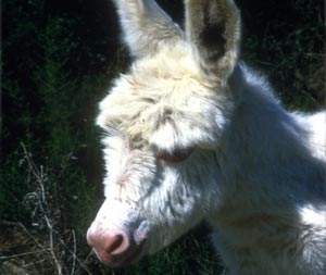 image änes blanc